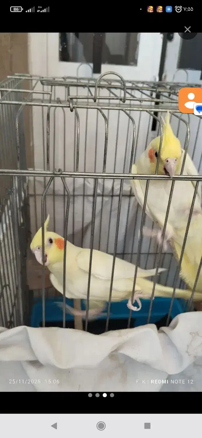 عروس هلندی جفت|پرنده|کبودرآهنگ, |دیوار