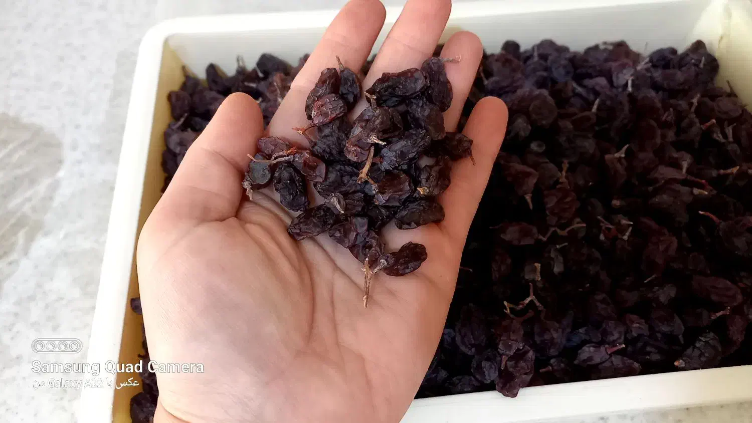 کشمش دسترچین|خوردنی و آشامیدنی|ارومیه, |دیوار