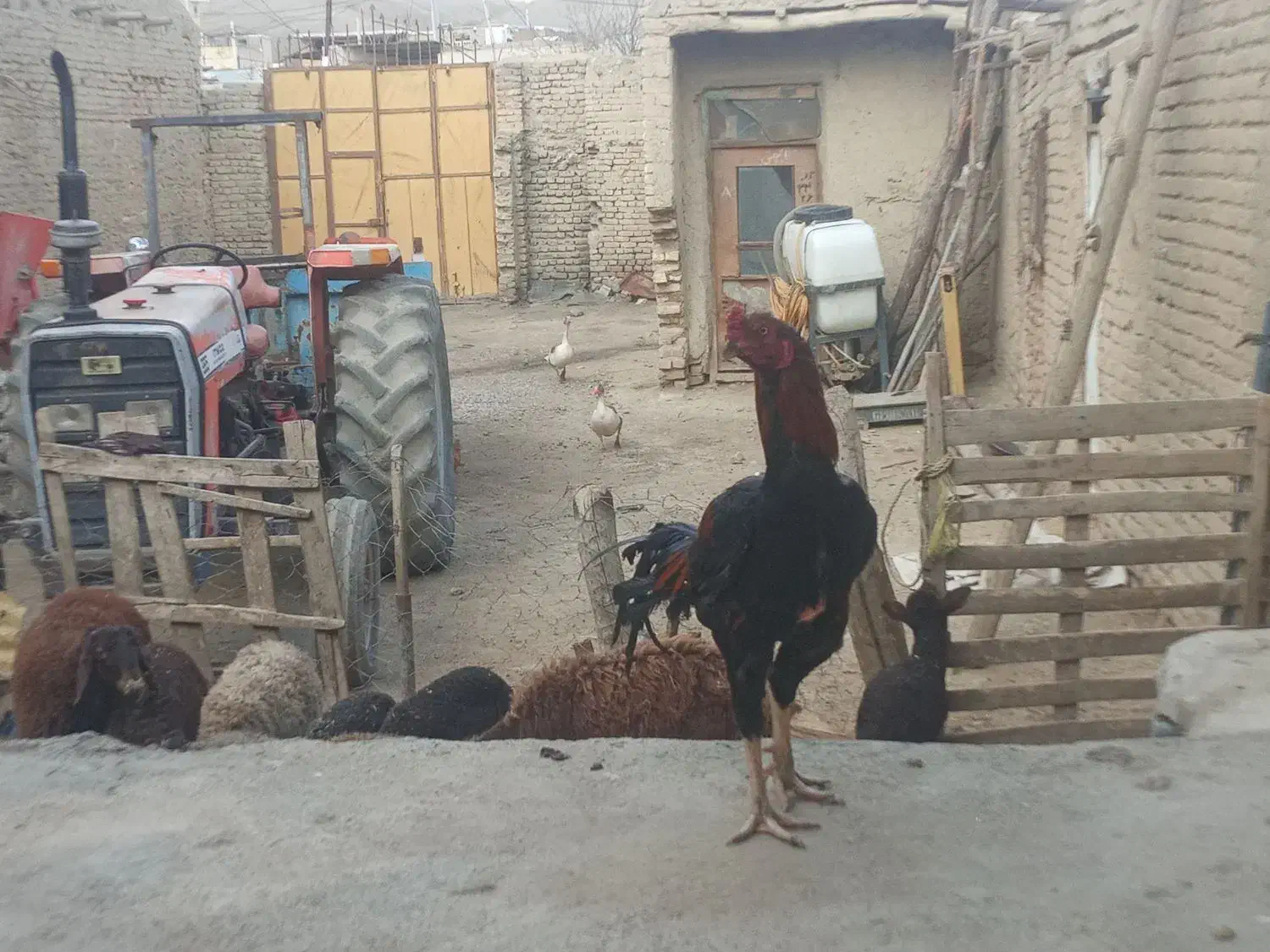 غاز ماده|حیوانات مزرعه|سامن, |دیوار