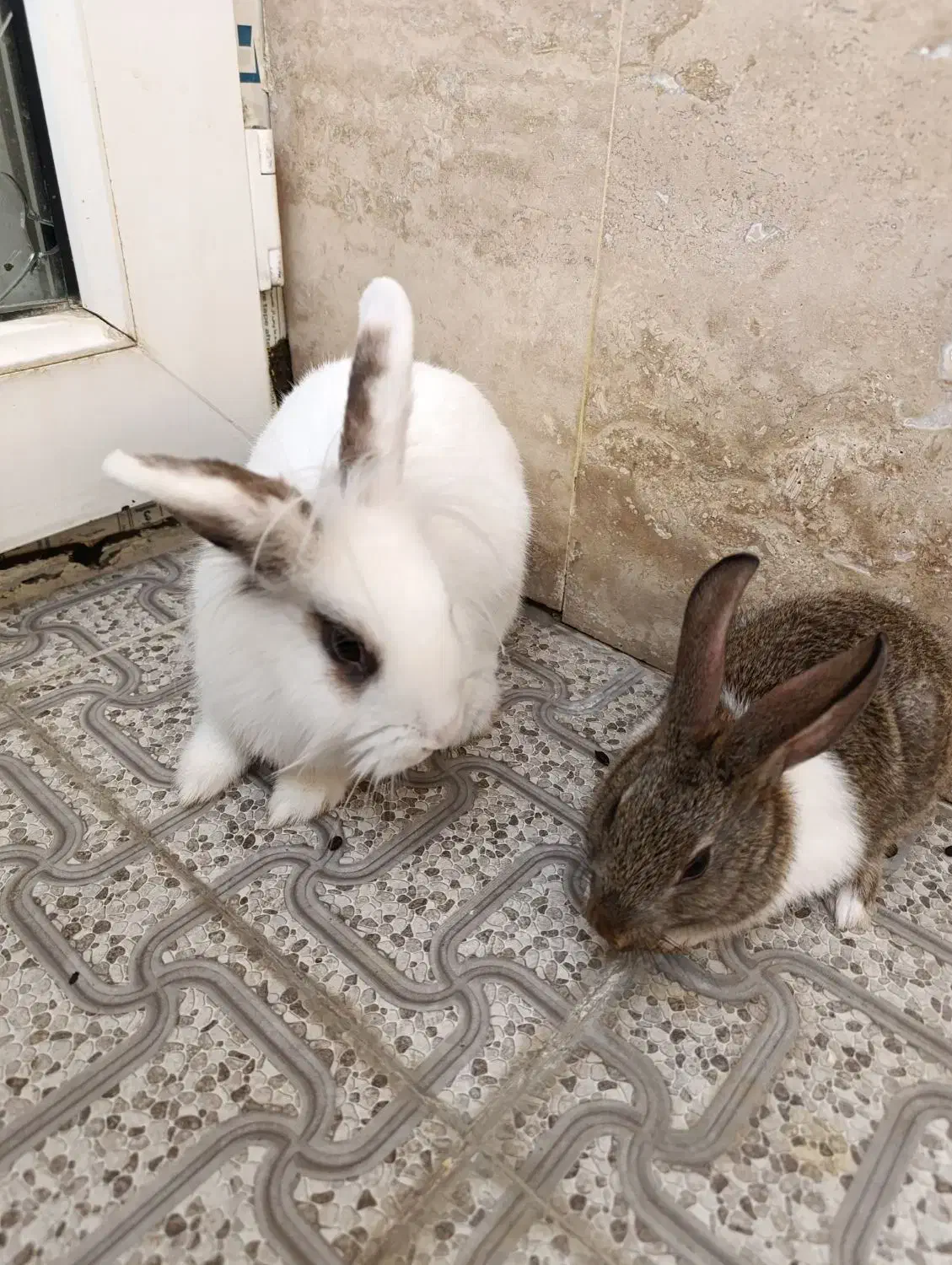 خرگوش کاملا سالم وبازیگوش|موش و خرگوش|ارومیه, |دیوار