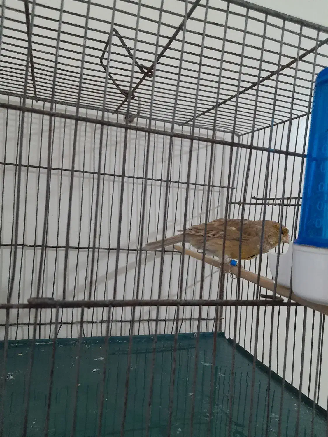 قناری ماده|پرنده|هشتگرد, فاز ۲ مهستان|دیوار