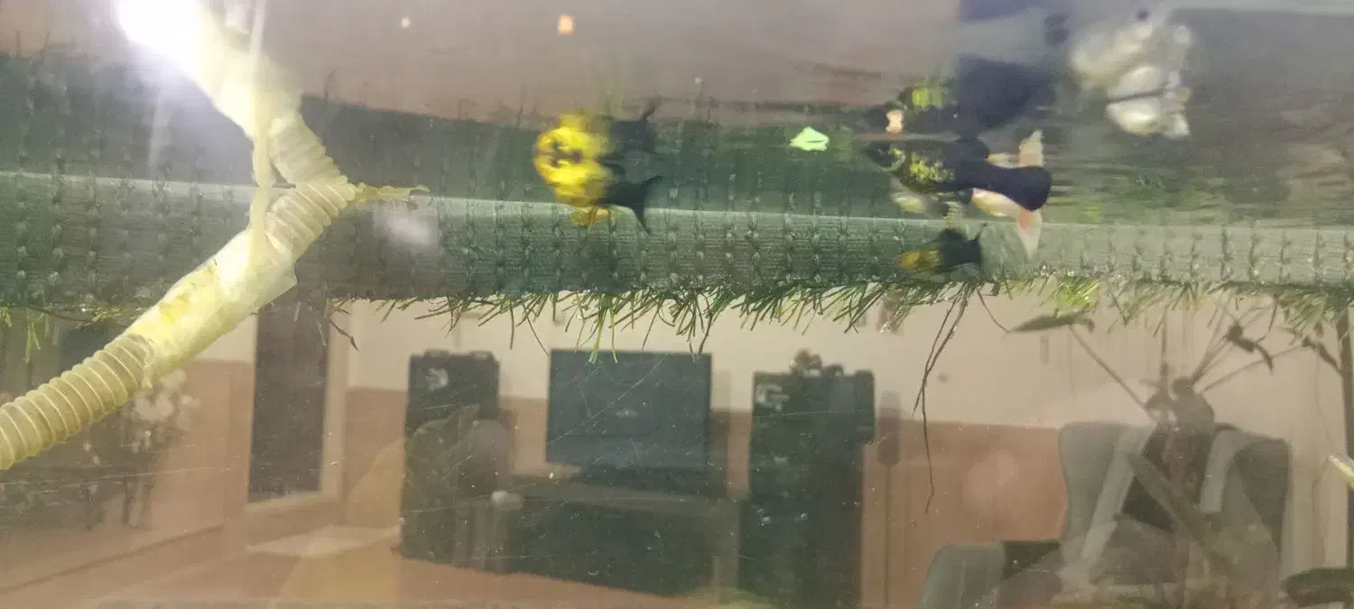 ماهی|ماهی|تربت‌حیدریه, سرمحله|دیوار