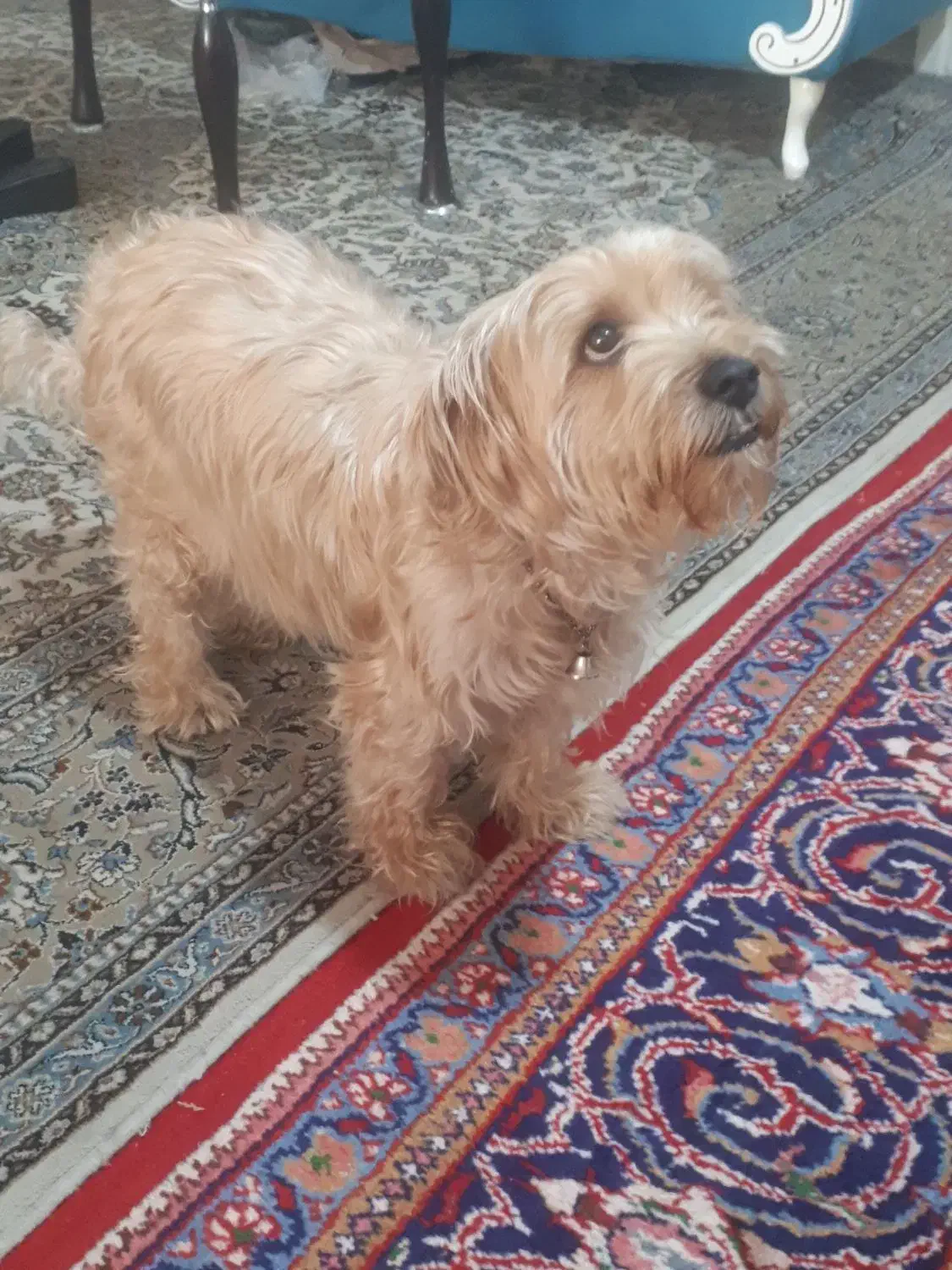 سگ تریر|سگ|تهران, تاکسیرانی|دیوار