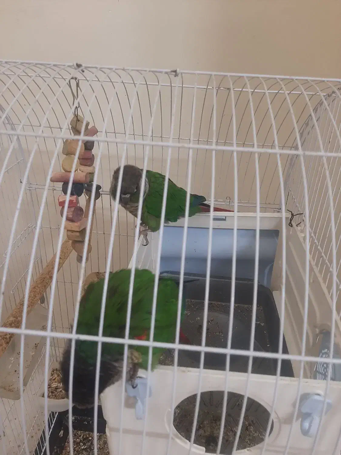 گرینجیک|پرنده|ابهر, |دیوار