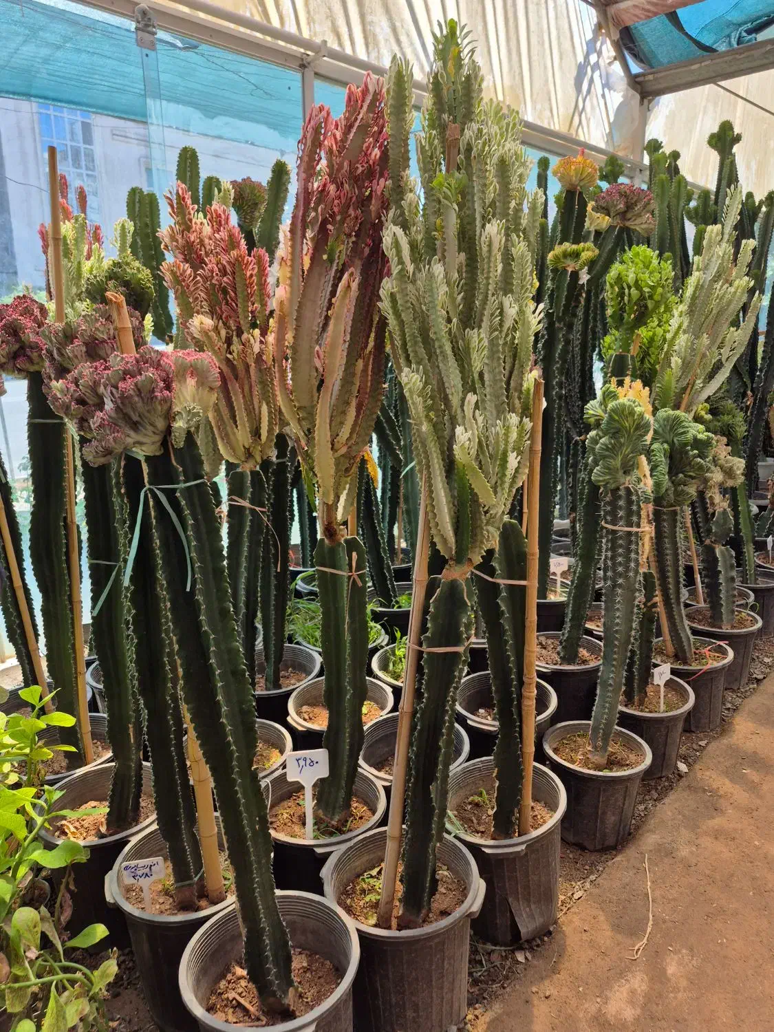 کاکتوس افوربیا * گل وگیاه گلخانه من *بیرجند|گل و گیاه طبیعی|بیرجند, |دیوار