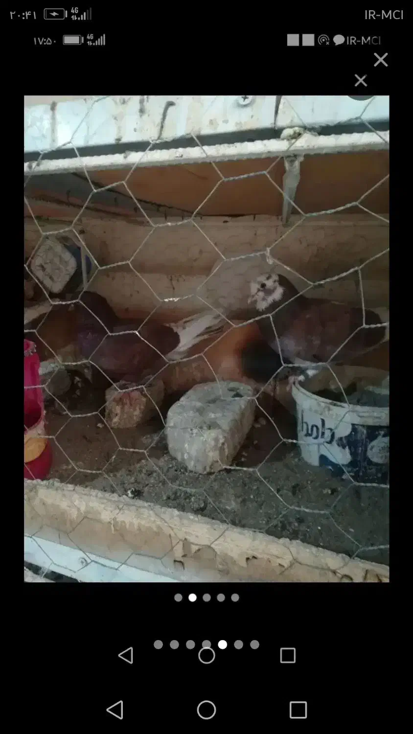 کفتر پرشی|پرنده|سیرجان, |دیوار