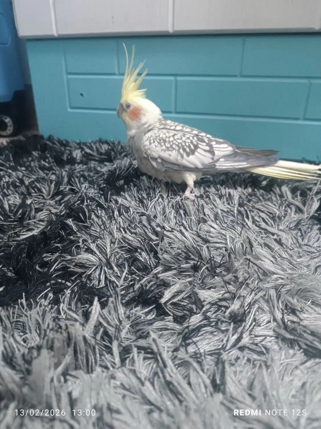 عروس هلندی|پرنده|گنبد کاووس, |دیوار