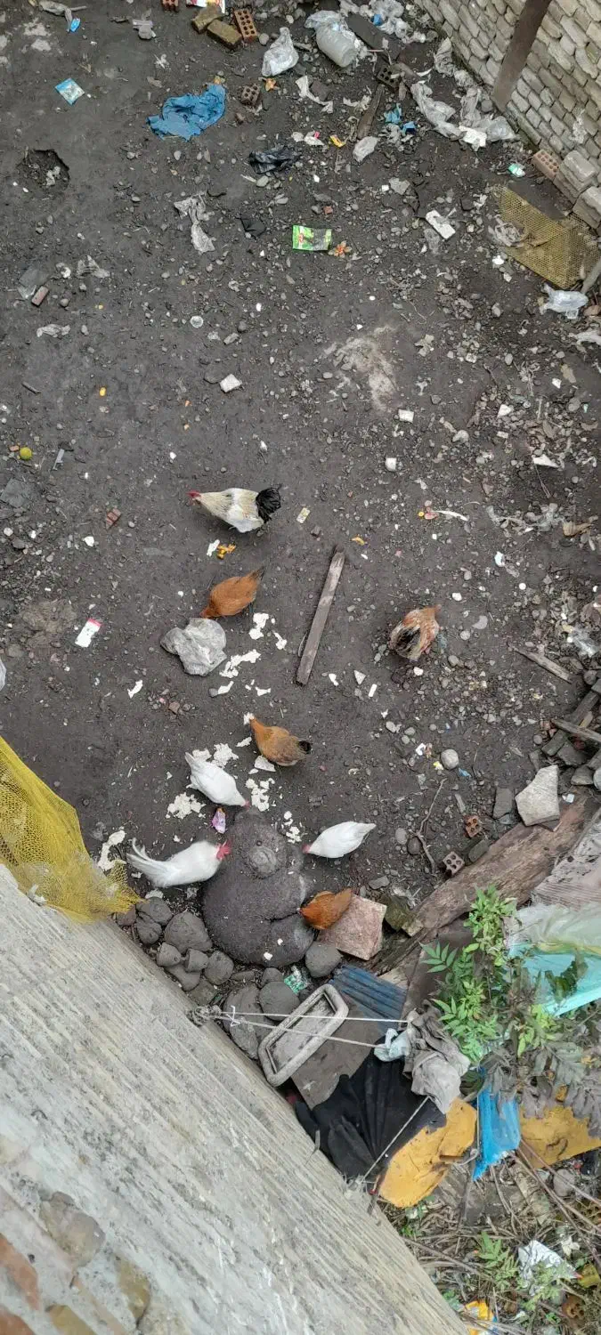 فروش مرغ خروس باقیمت مناسب|حیوانات مزرعه|اطاقور, |دیوار