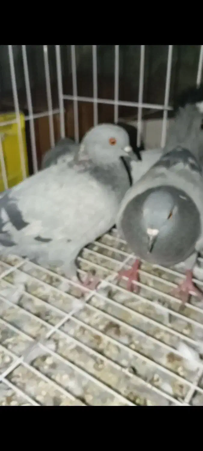 کبوتر چاهی گوشتی|پرنده|دره شهر, |دیوار