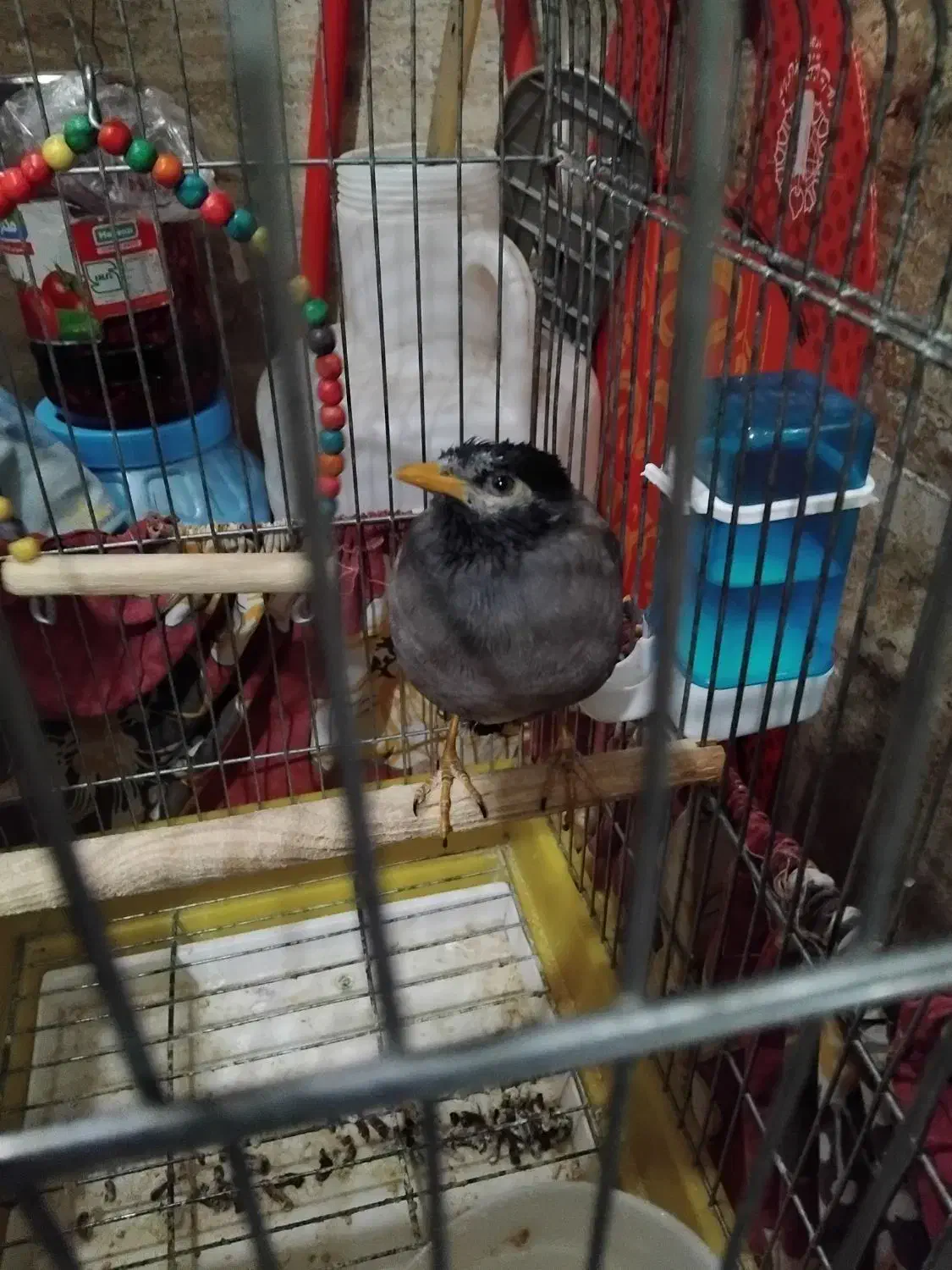 مرغ مینا نر شاه تخم|پرنده|تهران, مینابی|دیوار