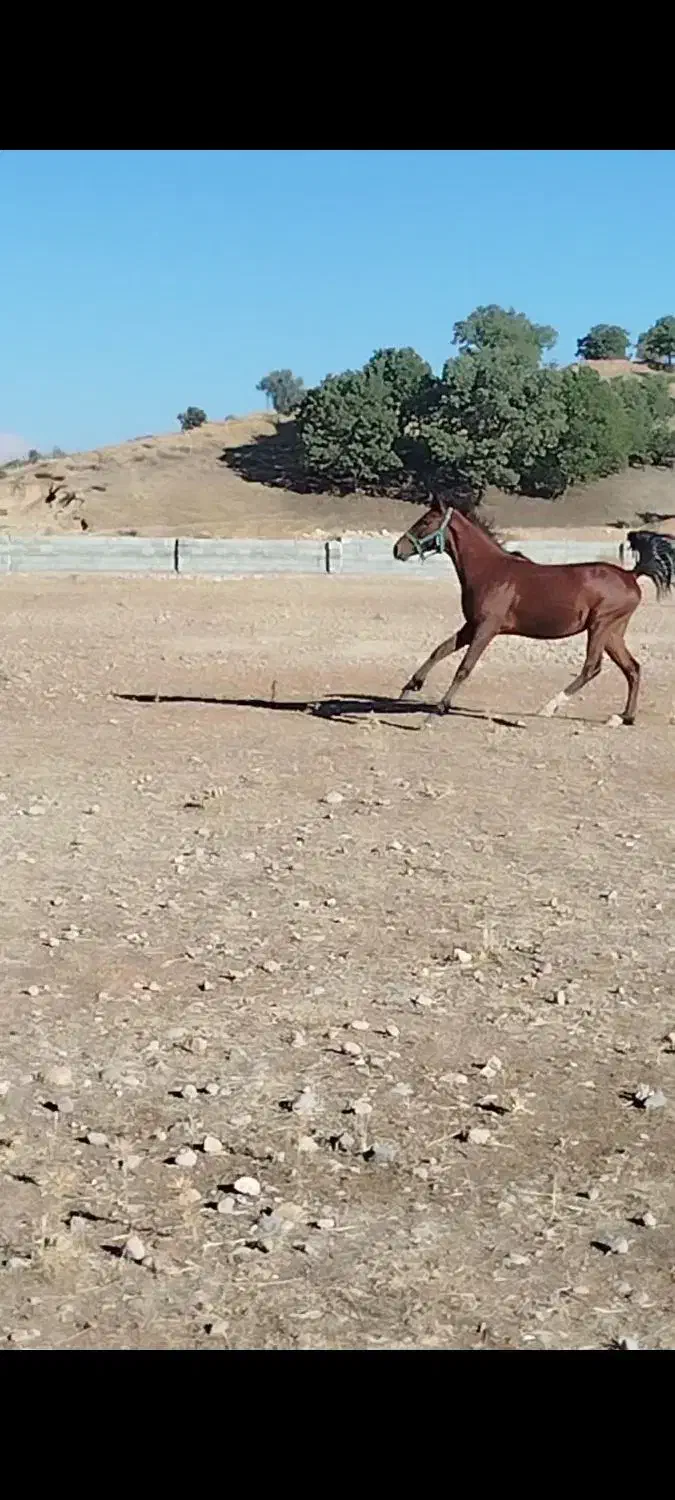 اسب نریان|اسب و تجهیزات اسبسواری|چیتاب, |دیوار