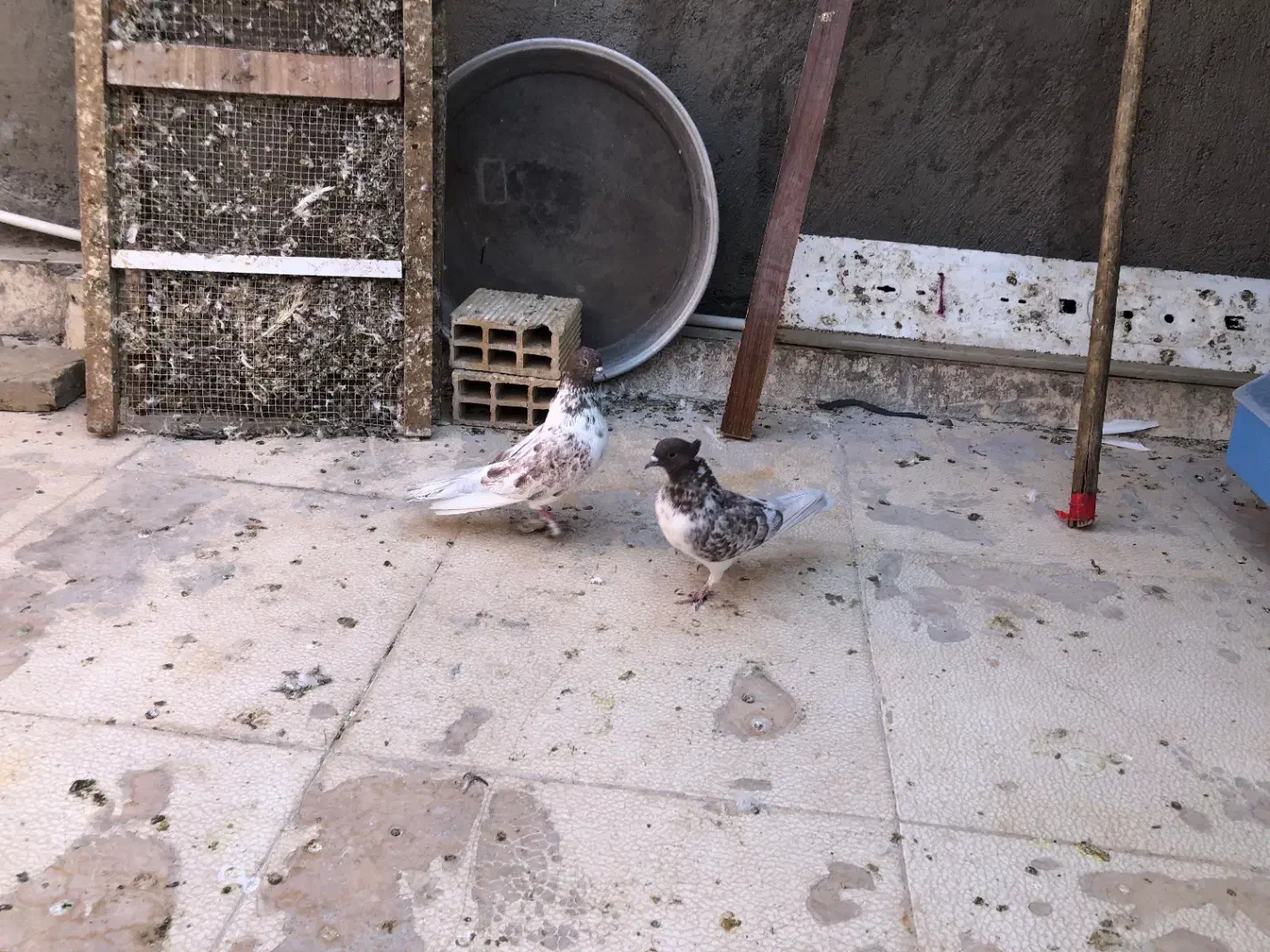 کفتر پرشی|پرنده|قم, نخودی|دیوار