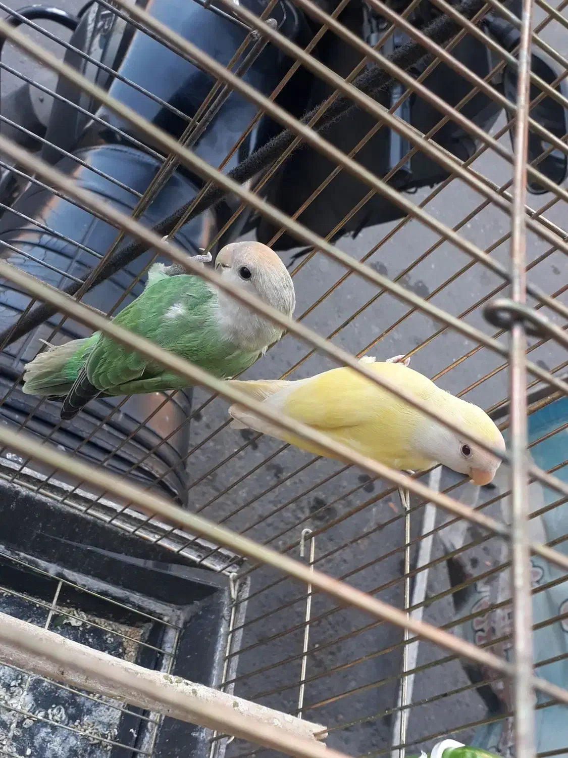 طوطی برزیلی کوتله|پرنده|ری, شهادت|دیوار