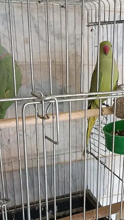 طوطی ملنگو رو تخم|پرنده|بوئین زهرا, |دیوار