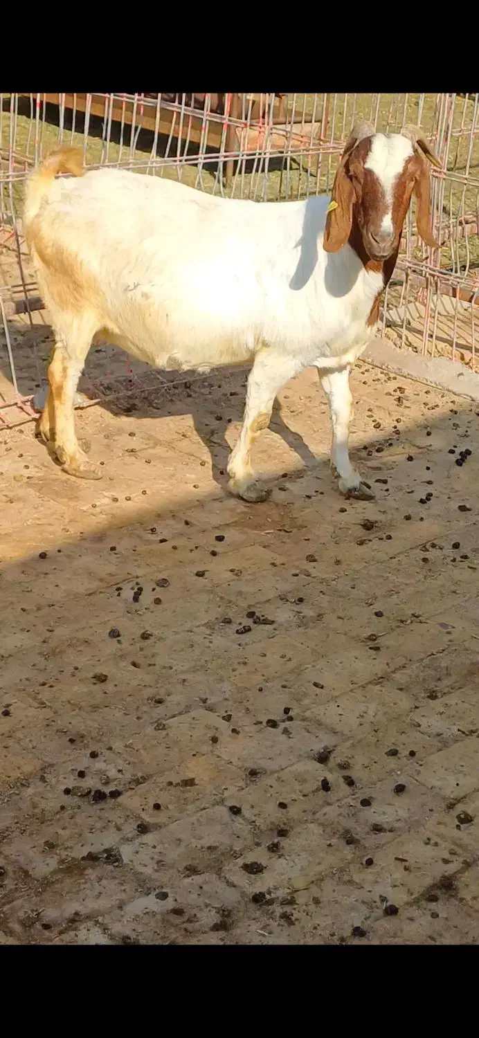 بوئر|حیوانات مزرعه|تهران, سلیمانی|دیوار