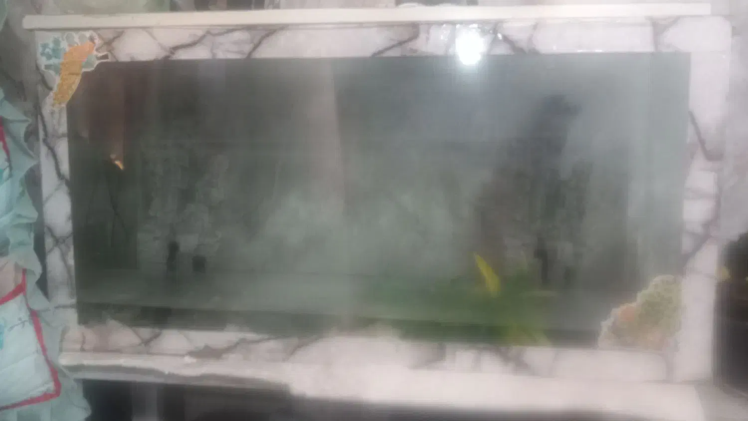 آکواریوم|ماهی|زابل, |دیوار