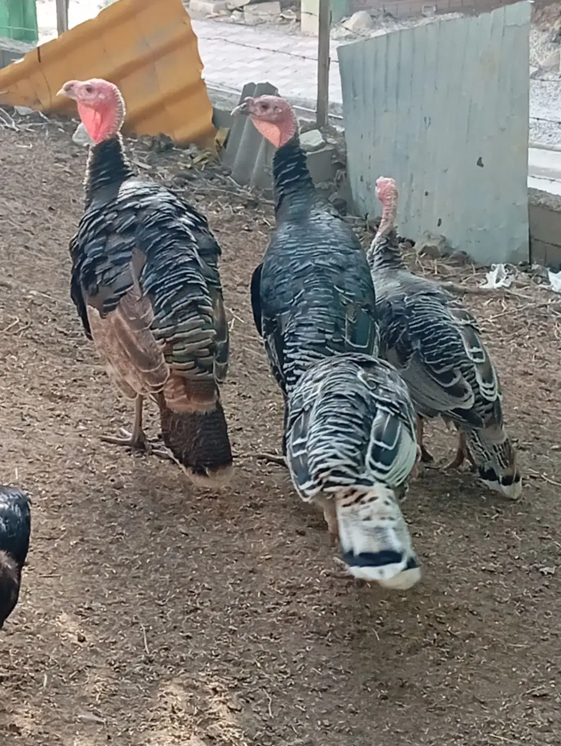 بوقلمون جوان|پرنده|گرگان, |دیوار