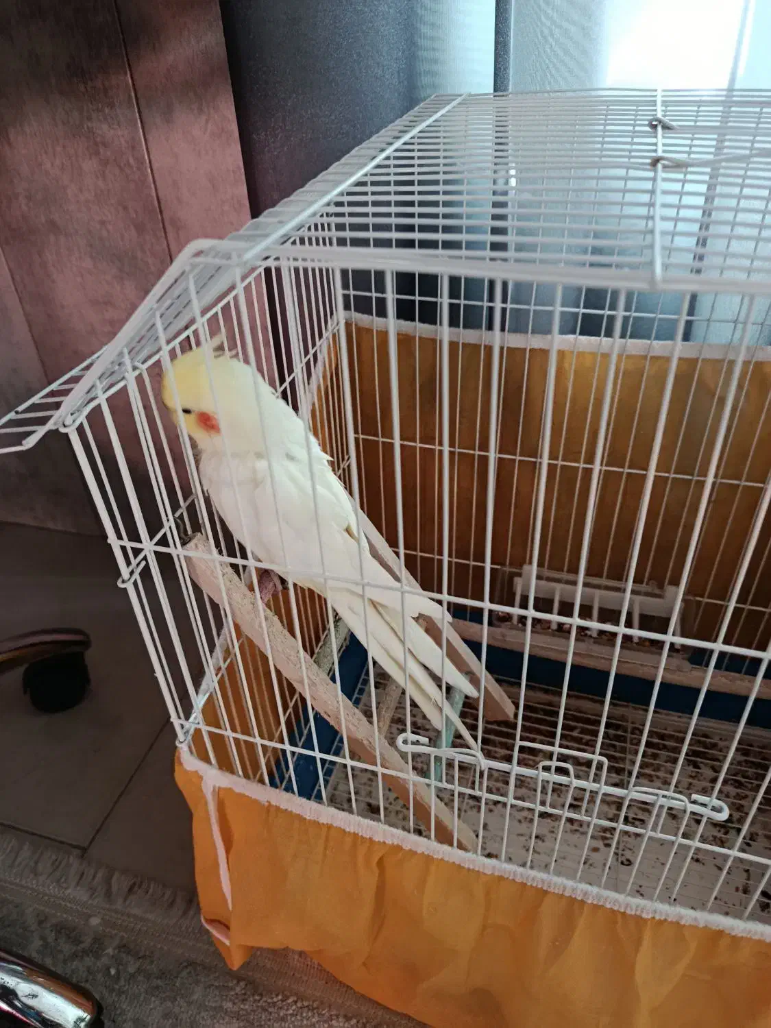 عروس هلندی|پرنده|فولادشهر, C1|دیوار