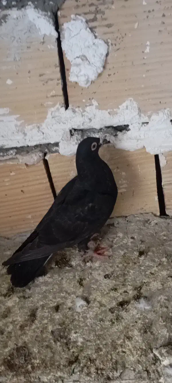 کفتر زاغ|حیوانات|مشهد, باغون آباد|دیوار