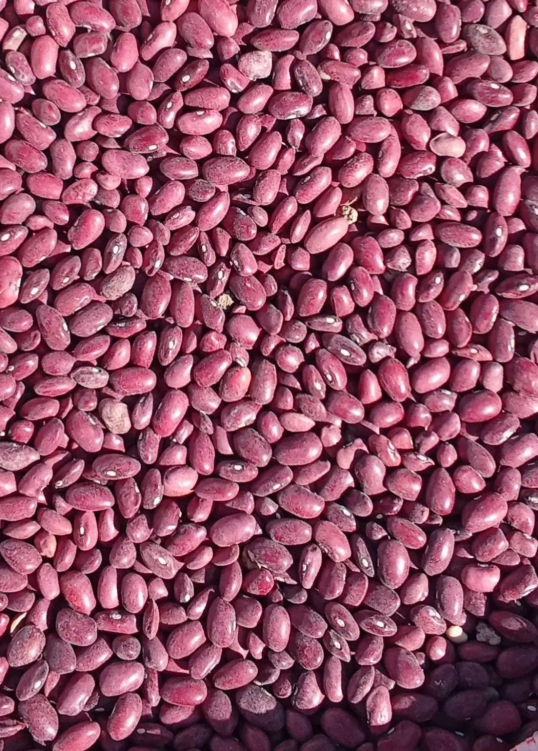 لوبیا قرمز|خوردنی و آشامیدنی|آوج, |دیوار