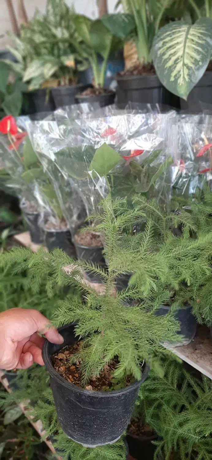 کاج مطبق|گل و گیاه طبیعی|ویلکیج, |دیوار