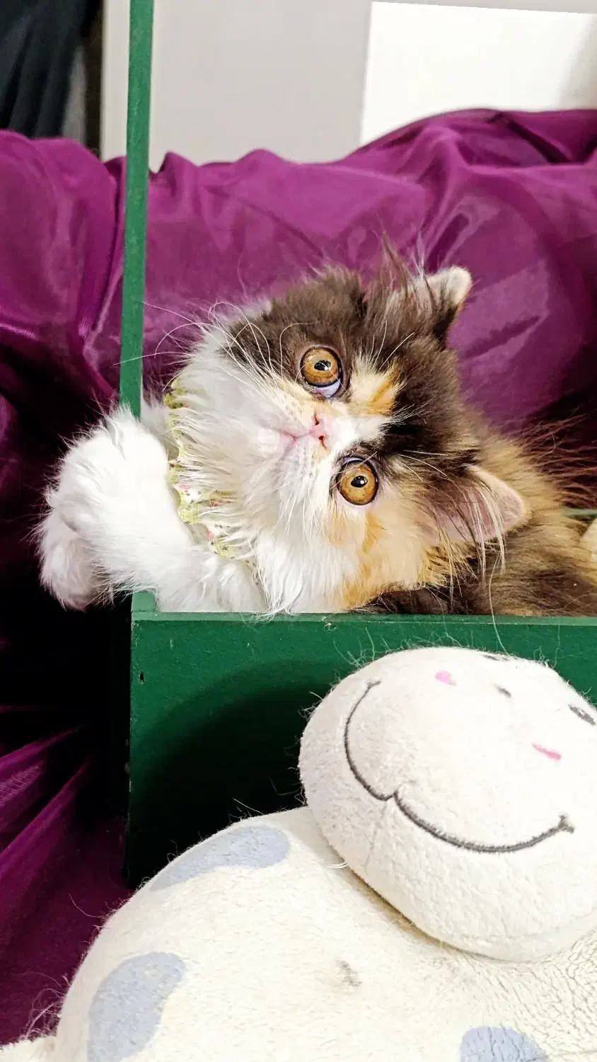 گربه|گربه|تهران, دستغیب|دیوار