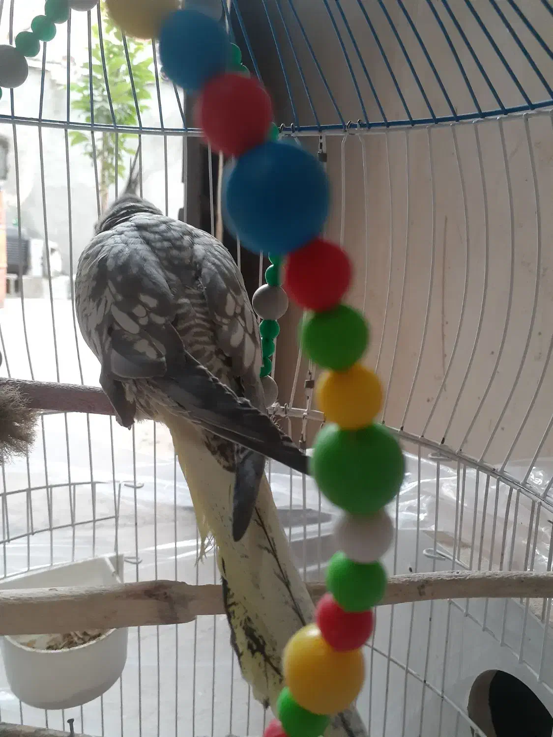 عروس هلندی خوشگل و اهلی|پرنده|مراغه, |دیوار