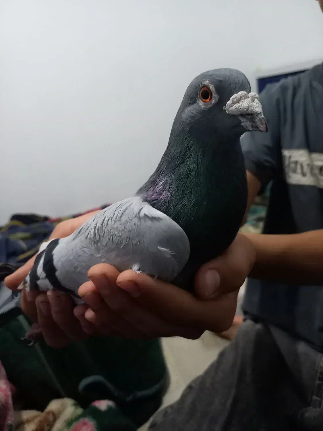 کبوتر سبز المانی|پرنده|مشهد, توس (بلوار توس)|دیوار