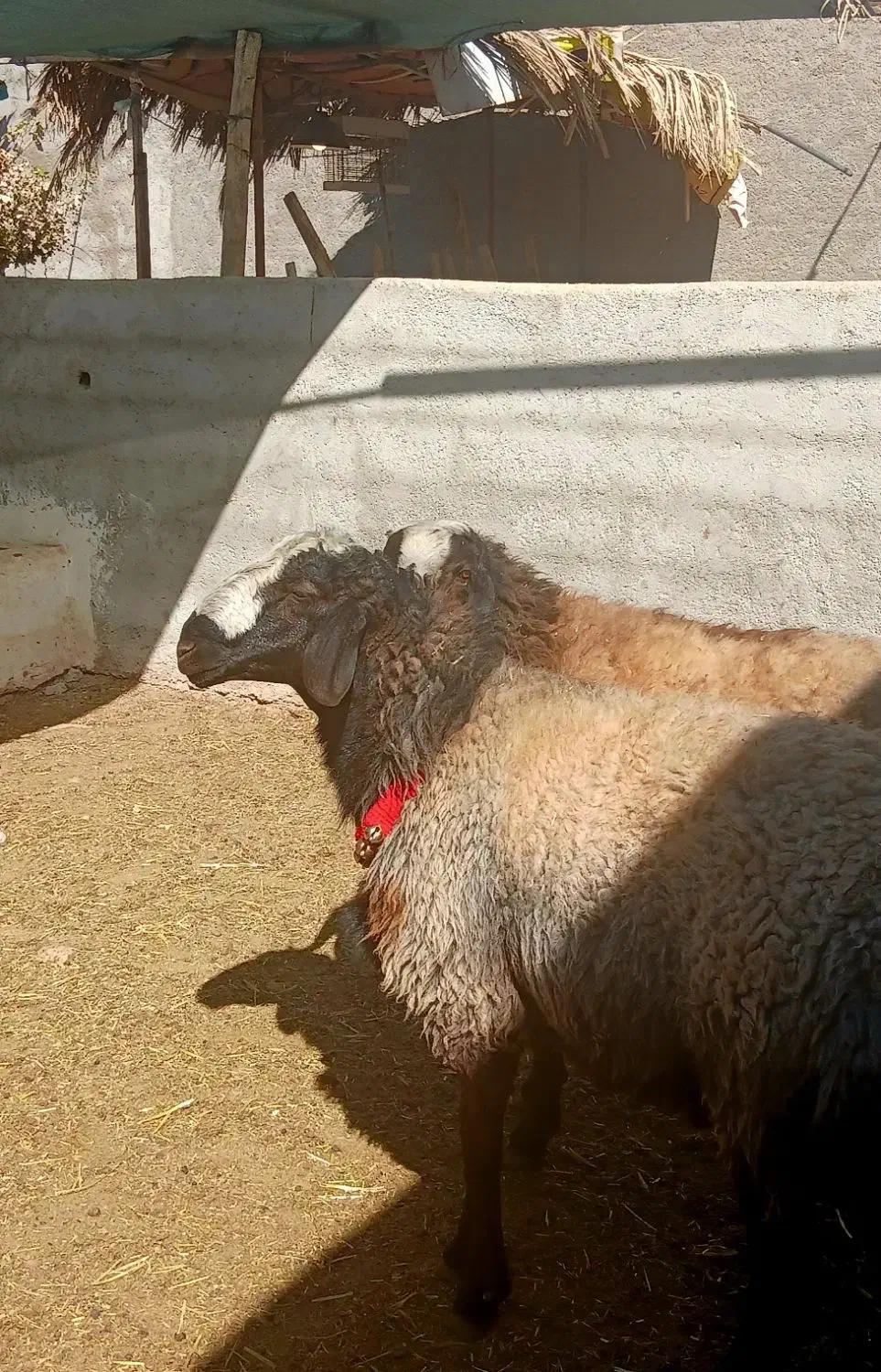 قوچ شال قوچ همو میش ژن دار|حیوانات مزرعه|شیراز, کرونی(خاتونک)|دیوار