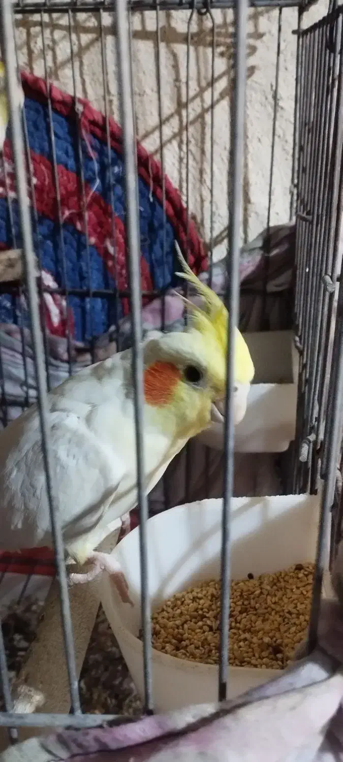 عروس هلندی ماده لوتینو|پرنده|هندیجان, |دیوار