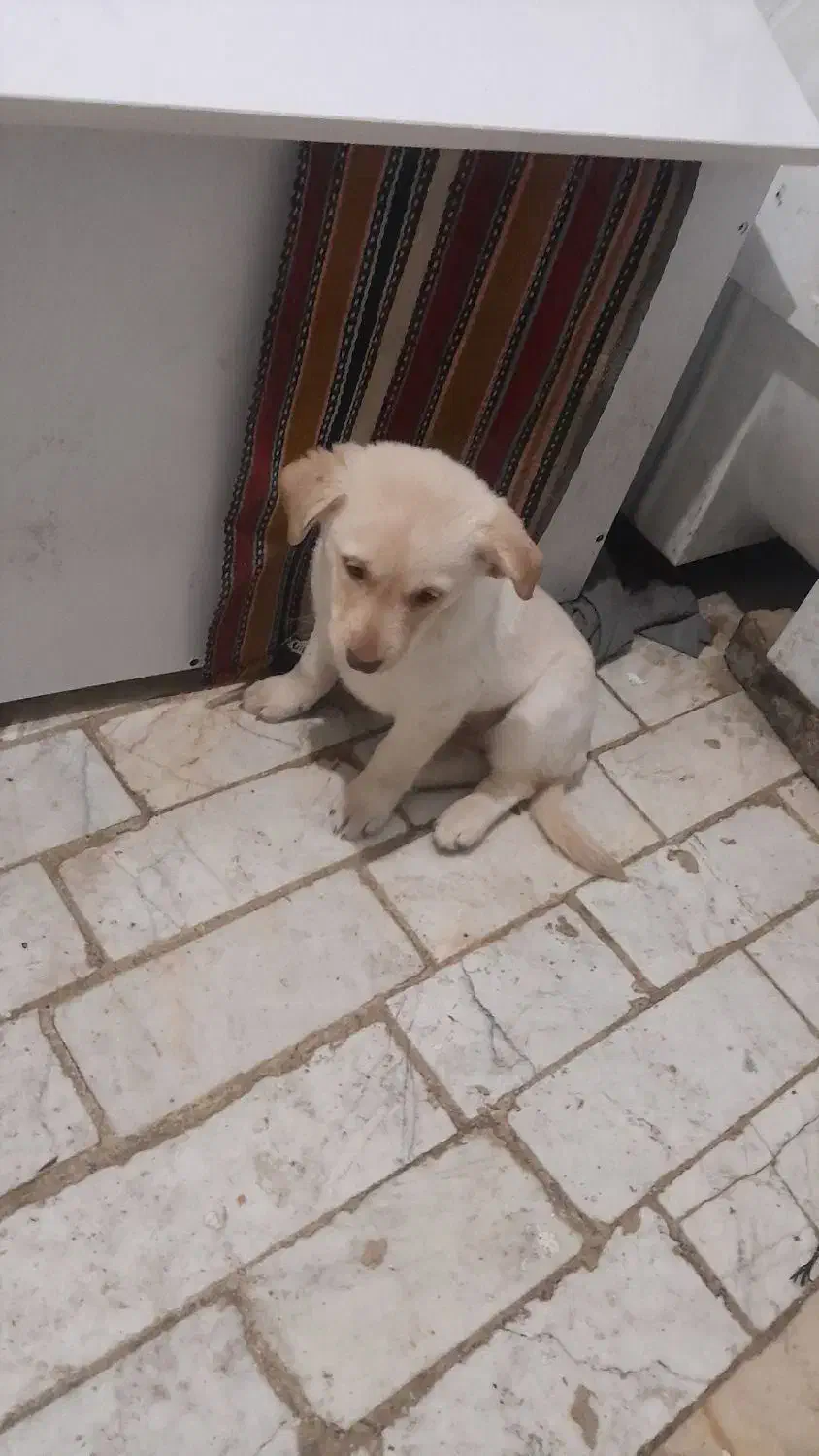 سگ پا کوتاه|سگ|قرچک, شهرک گلها|دیوار