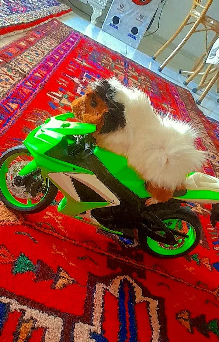 خوکچه هلندی|موش و خرگوش|تبریز, |دیوار