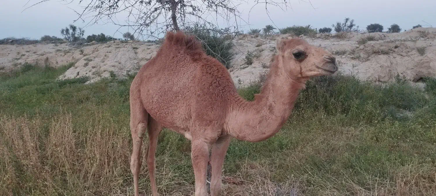 شتر نر|حیوانات مزرعه|قشم, |دیوار