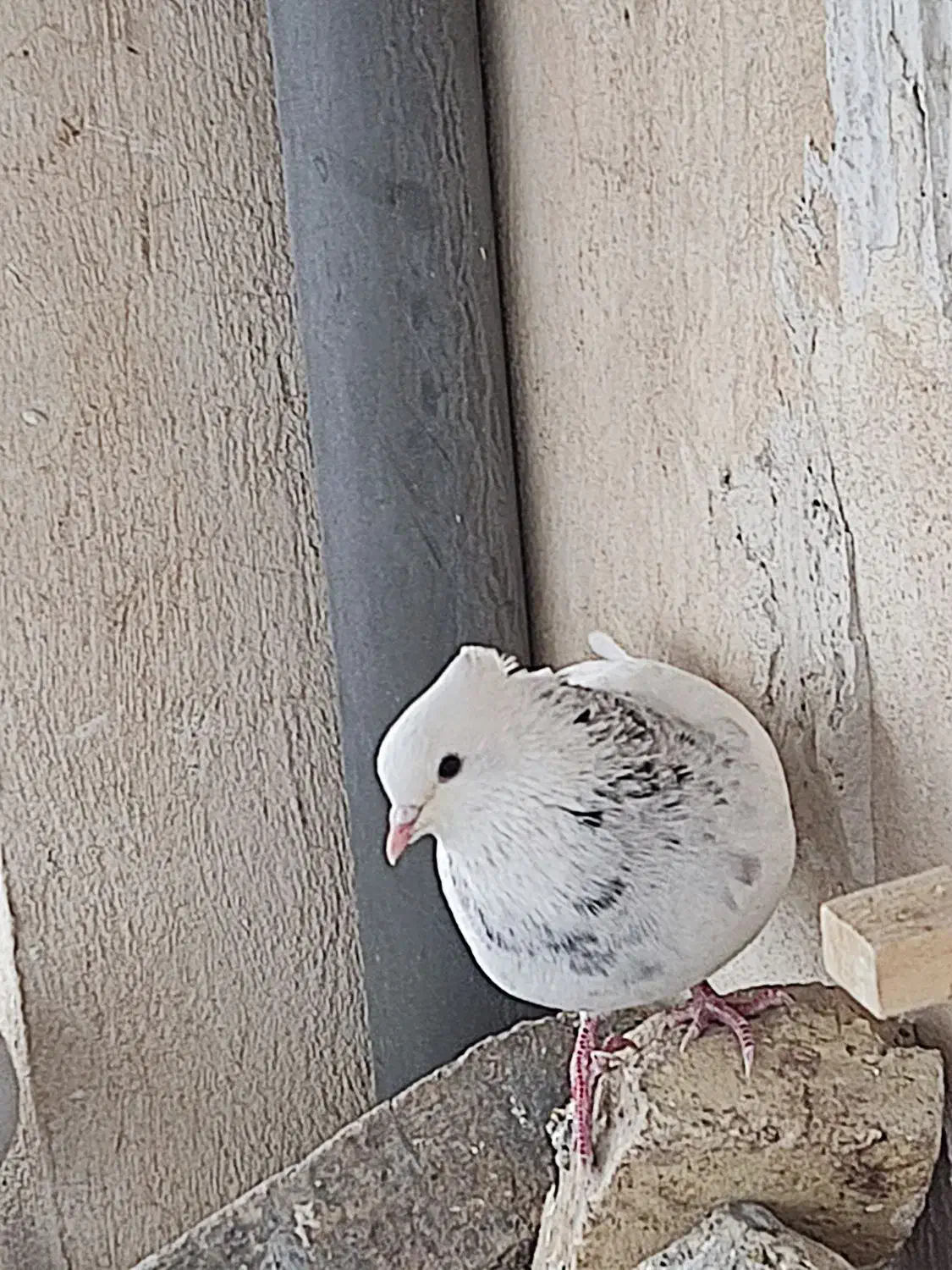 طوقی|پرنده|کازرون, |دیوار