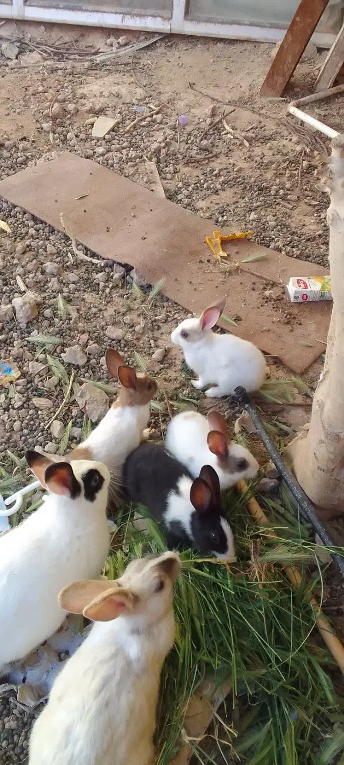 بچه خرگوش|موش و خرگوش|اردکان, |دیوار