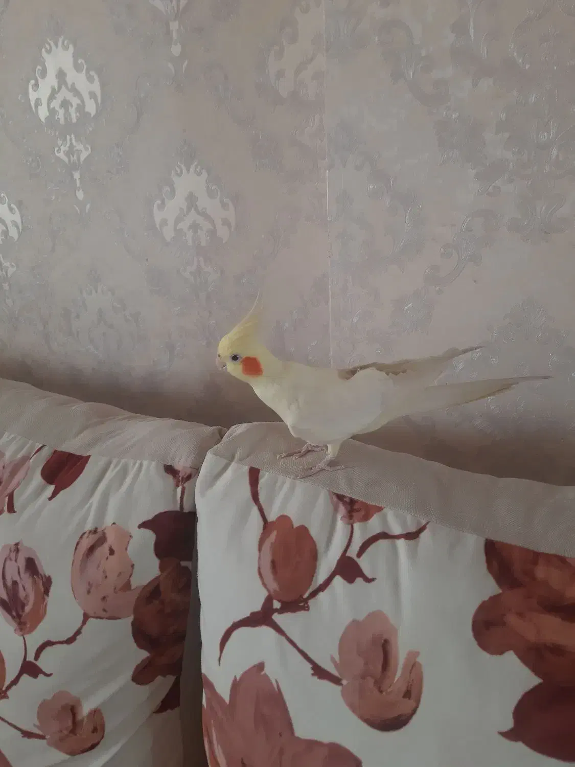 فروش پرنده با قفس|پرنده|زنجان, |دیوار