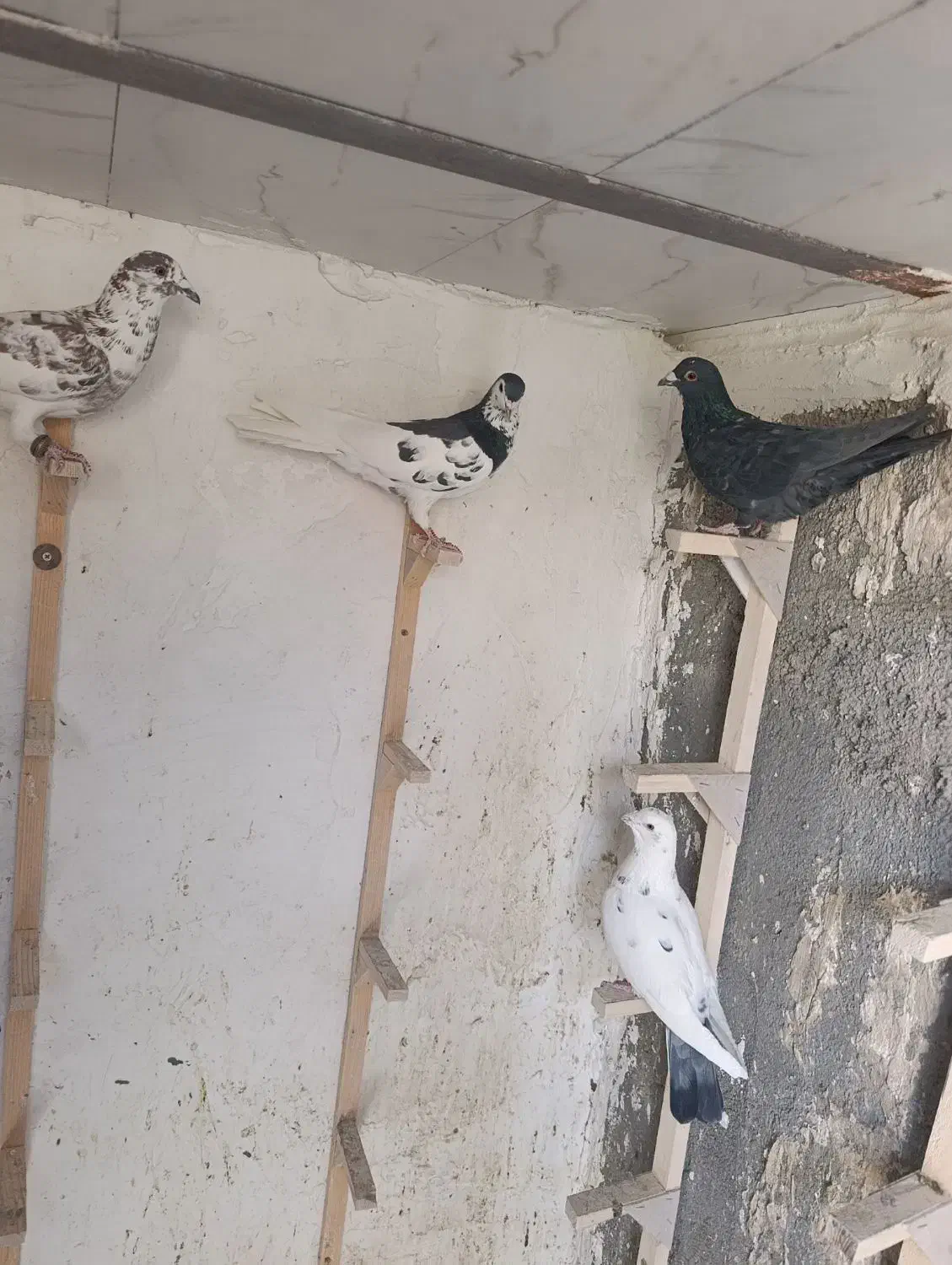 کفتر یال سیا سرور گلی دمبی|پرنده|سپیدان, |دیوار