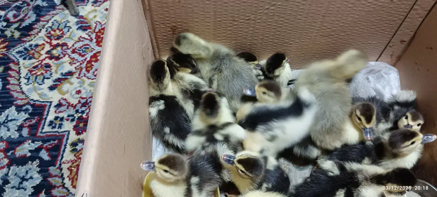 جوجه اردک روسی و جوجه غاز|حیوانات مزرعه|زرگرشهر, |دیوار