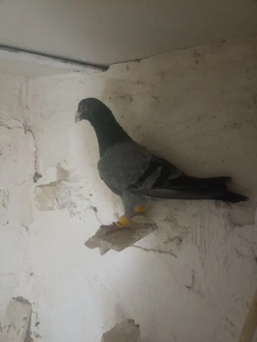 هفرنگ نر|پرنده|تاکستان, |دیوار