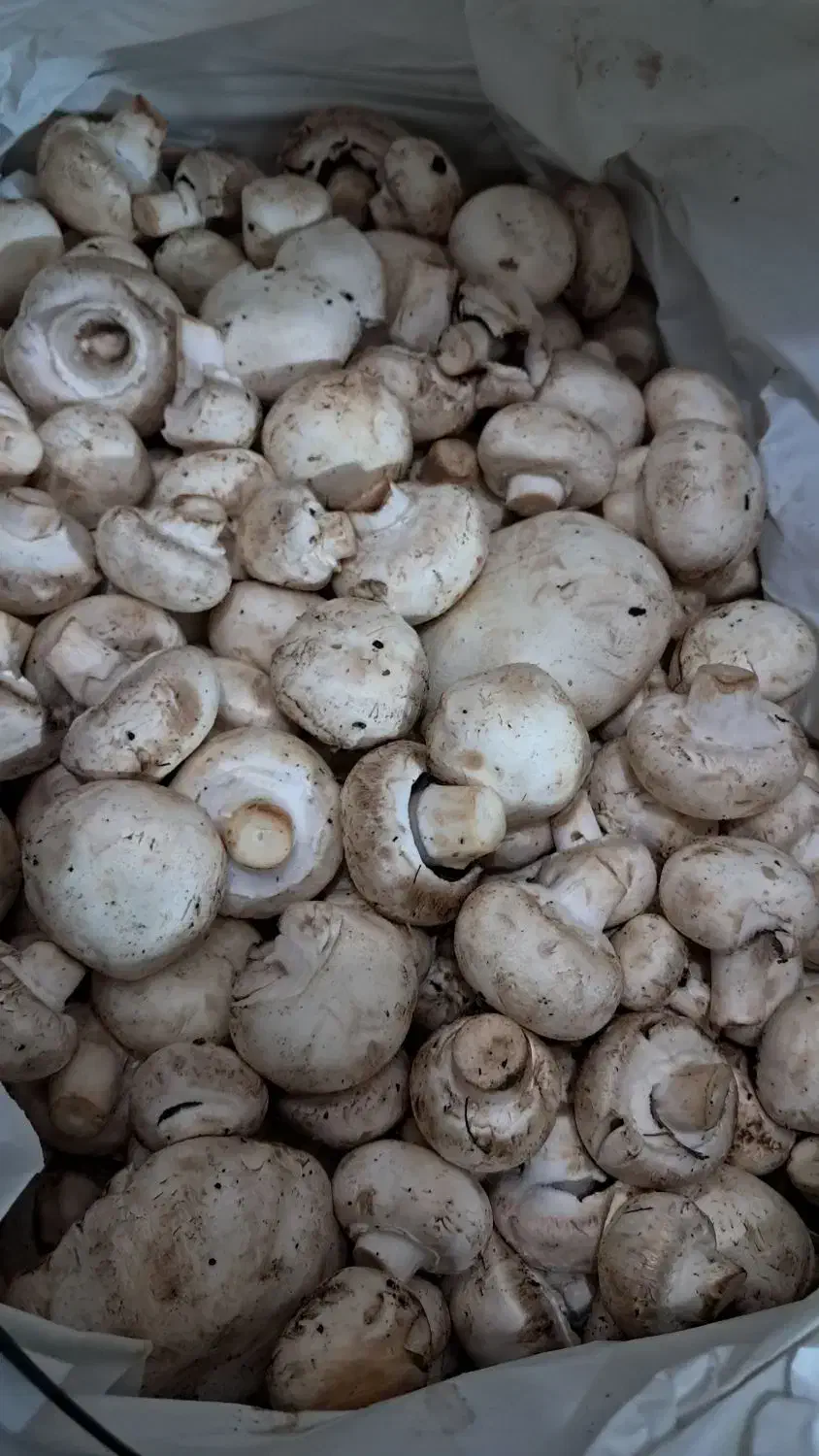 قارچ گلخونه ای|خوردنی و آشامیدنی|قم, کلهری|دیوار