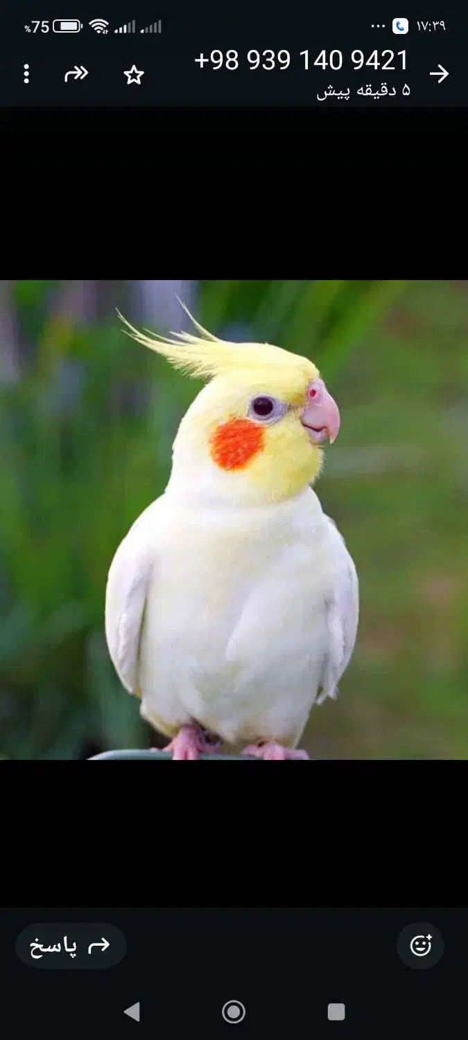 گمشده|حیوانات|کرمان, |دیوار