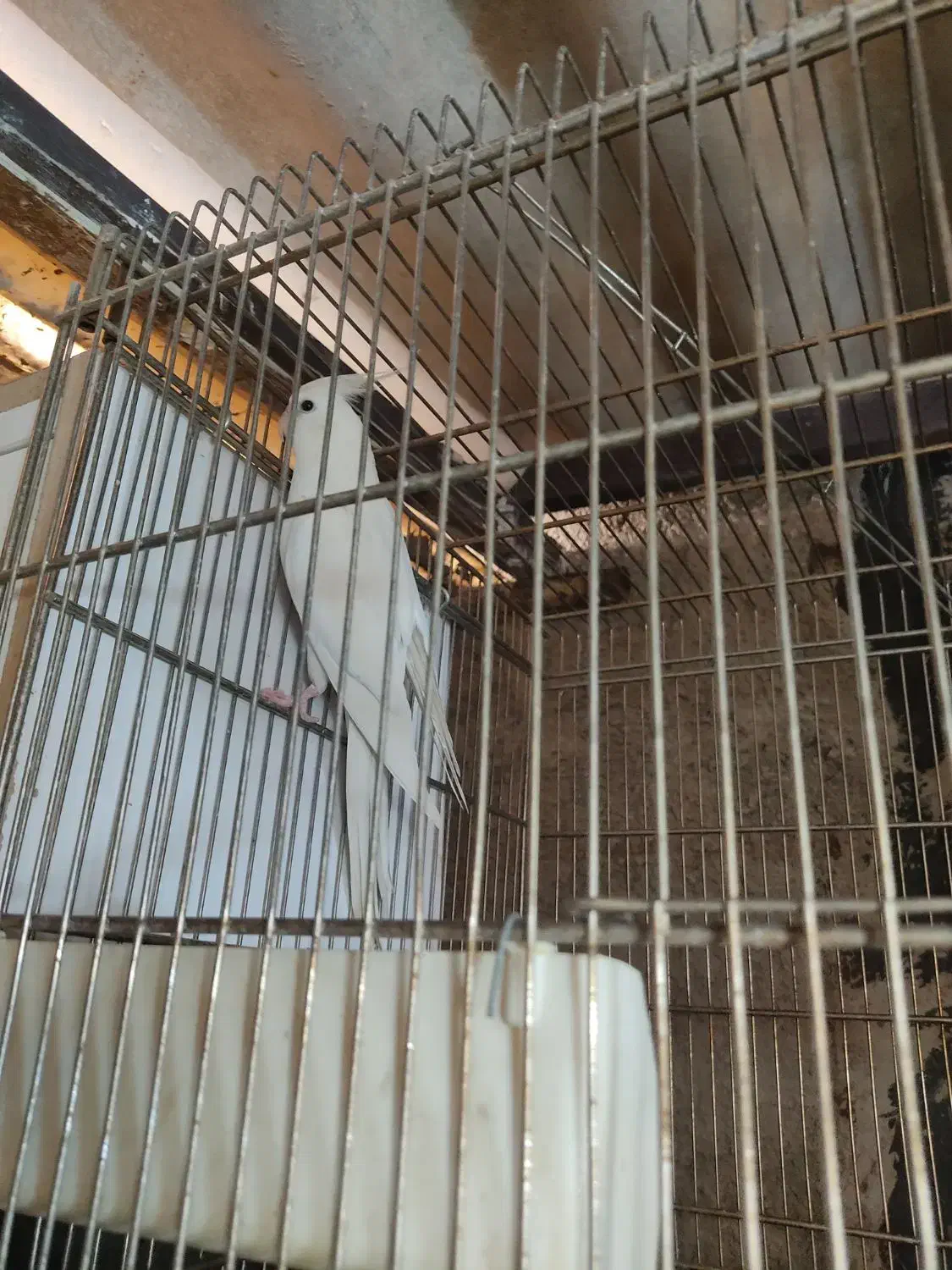 جفت عروس هلندی مولد با جوجه|پرنده|تهران, نازی‌آباد|دیوار