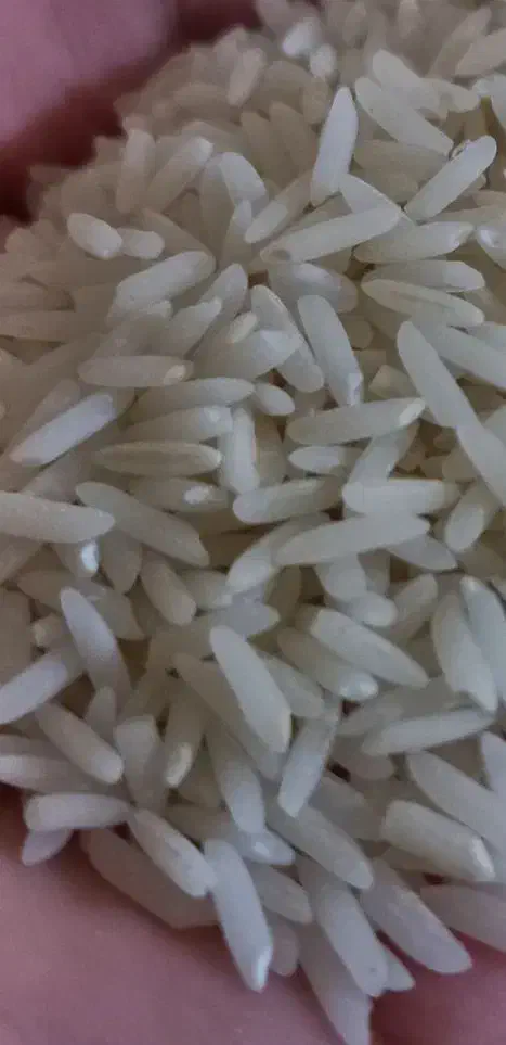 برنج هاشمی اصل دانه بلند تازه درجه یک|خوردنی و آشامیدنی|کوچصفهان, |دیوار