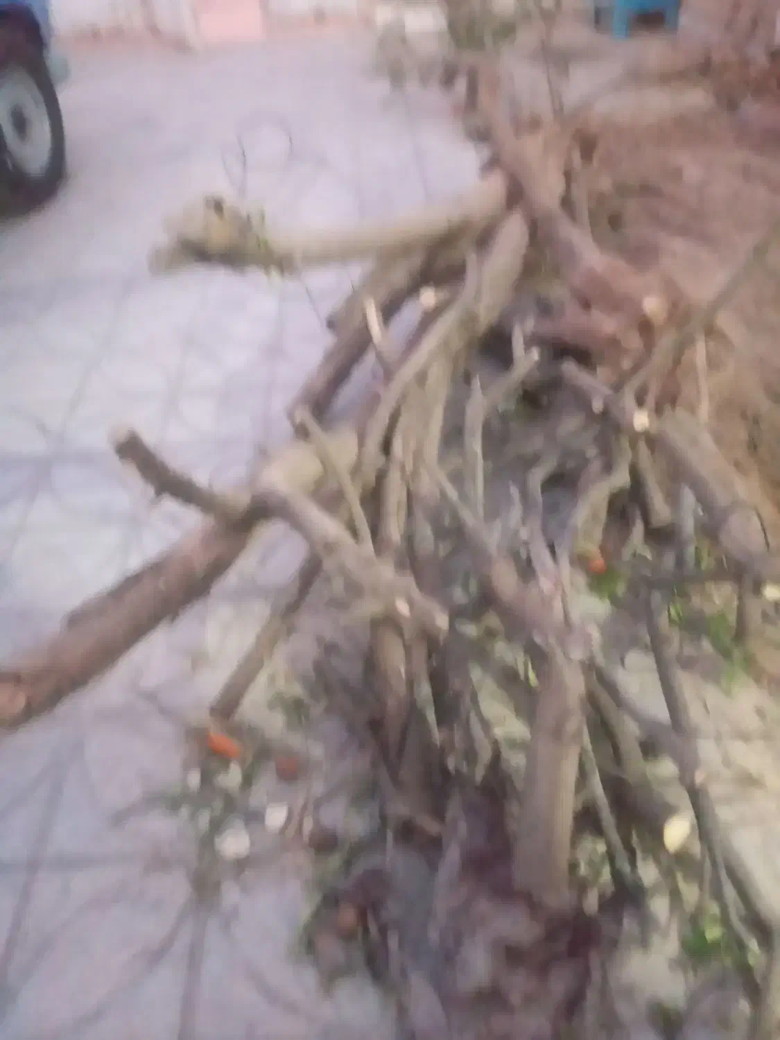 فروش چوب|خدمات باغبانی و درختکاری|داراب, |دیوار