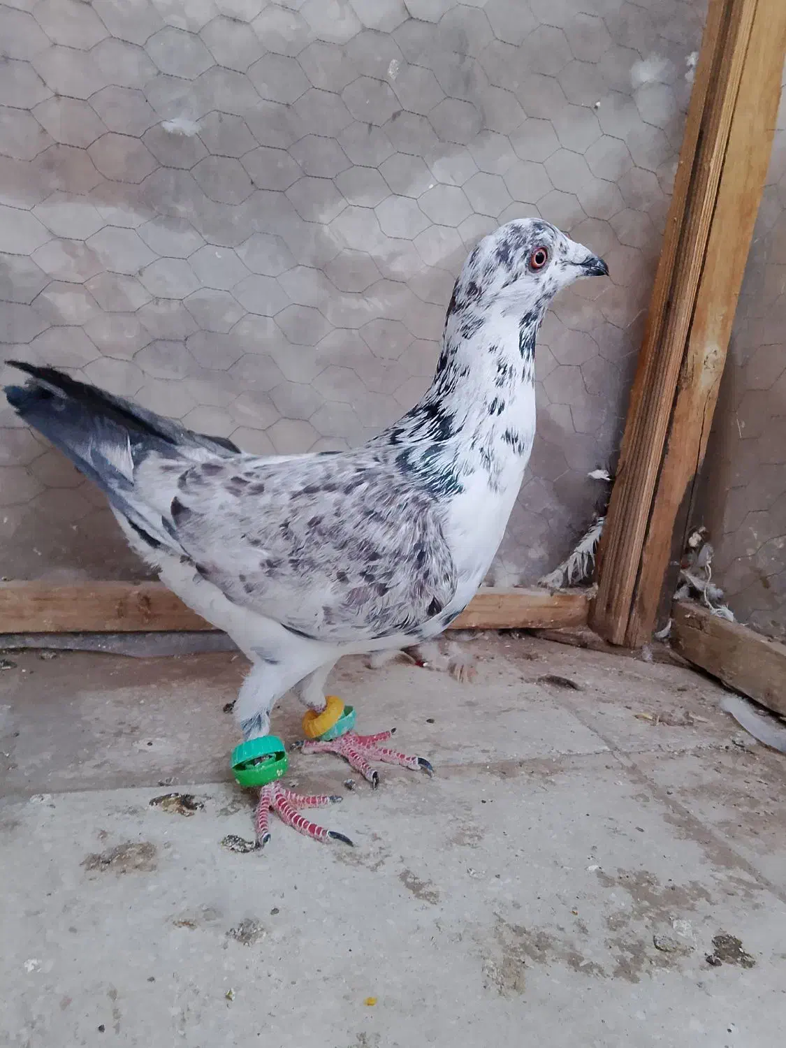 کبوتر|پرنده|سبزوار, ابوریحان|دیوار