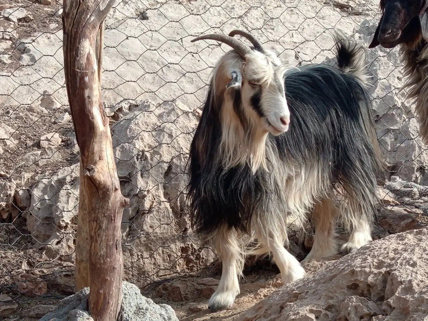 بز جوان|حیوانات مزرعه|ایذه, |دیوار