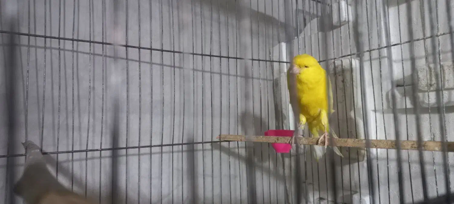 قناری نر رسمی بلند|پرنده|اراک, |دیوار