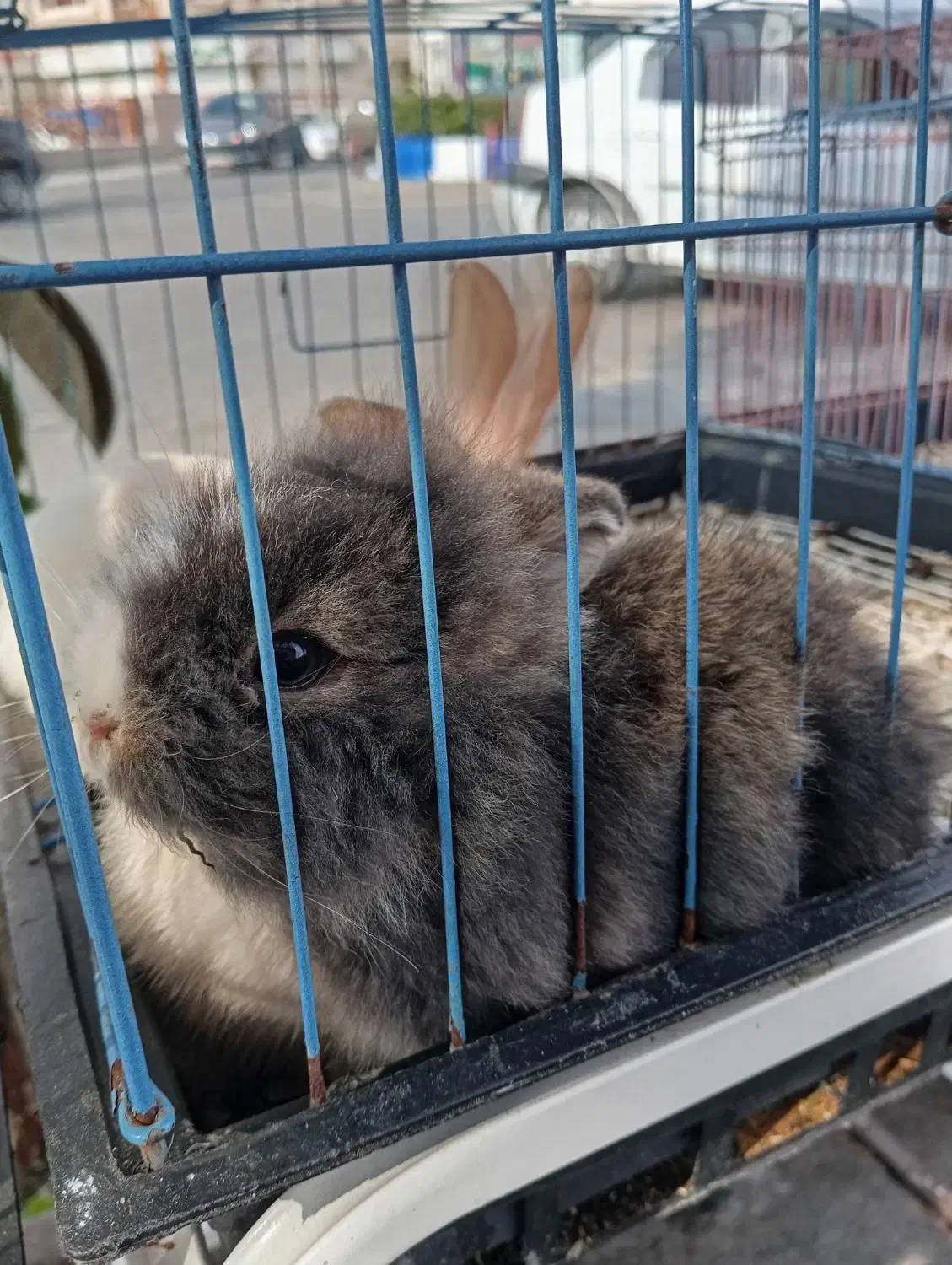 انواع خرگوش|موش و خرگوش|محمودآباد, |دیوار