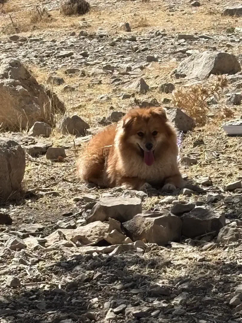 واگذاری پامر روباهی|سگ|ایلام, |دیوار