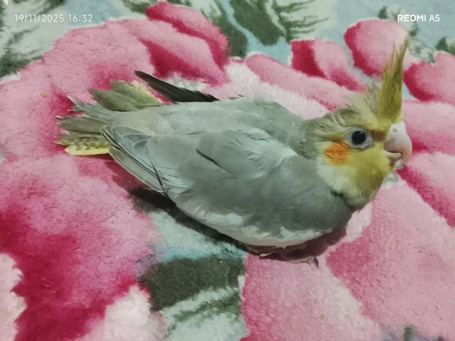 عروس هلندی|پرنده|بندر کنگان, |دیوار